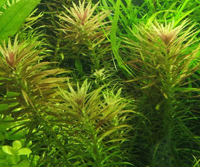 Limnophila aromatica